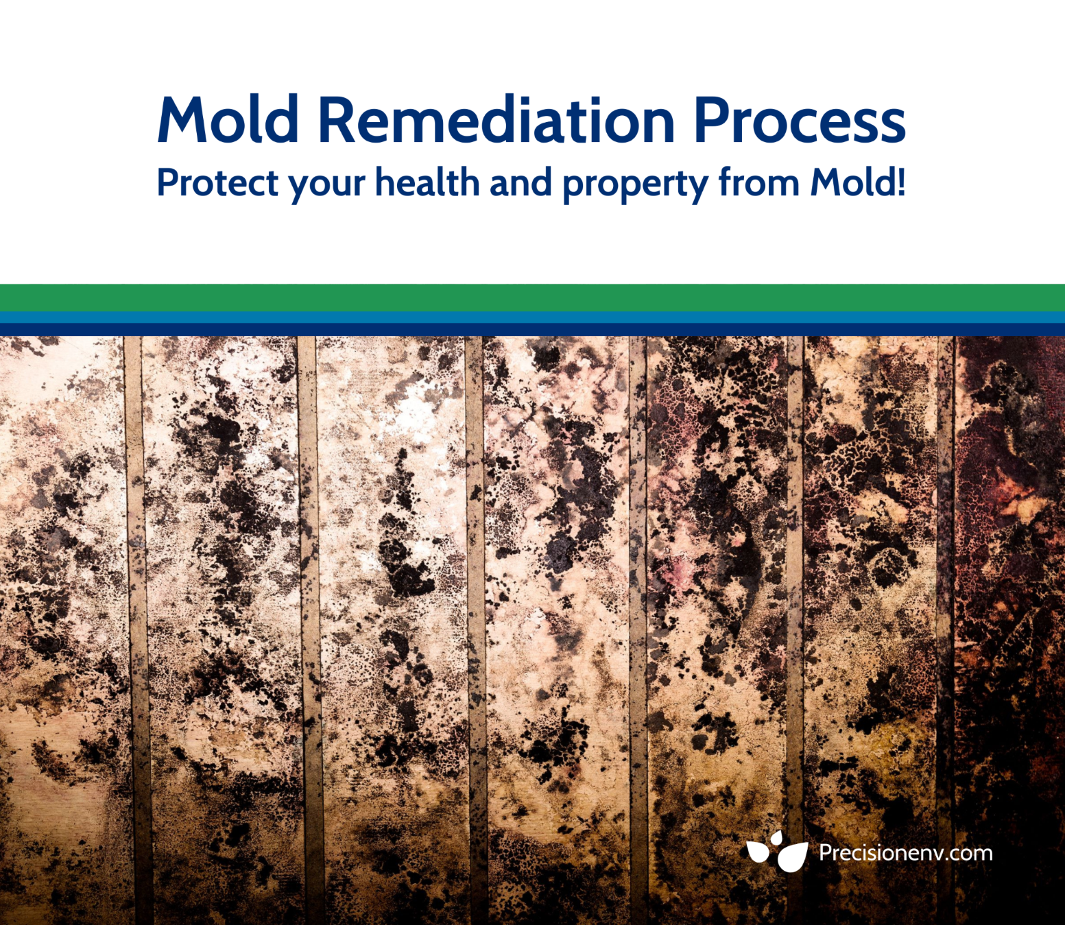 Mold Remediation Process