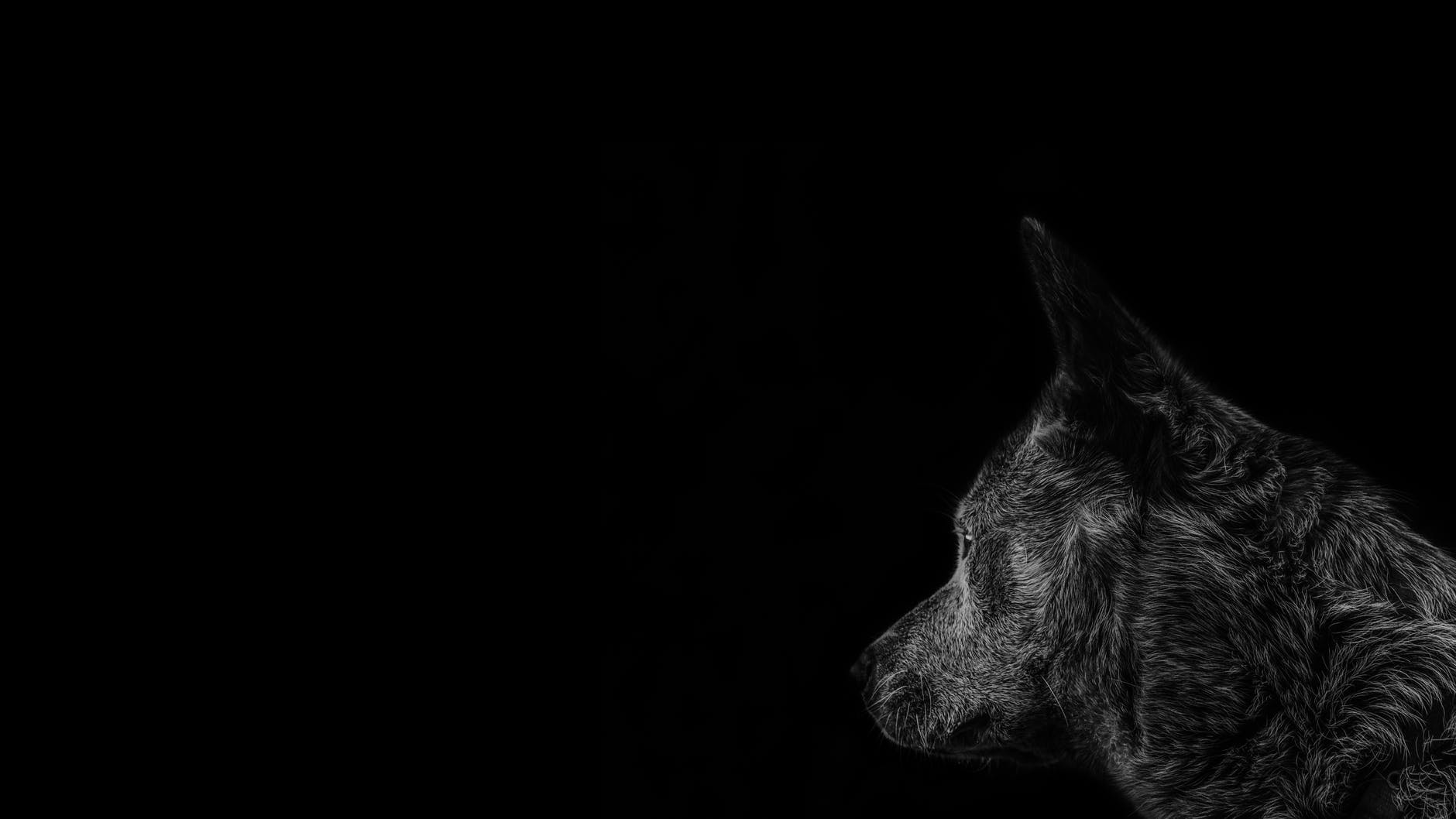 Black Dog