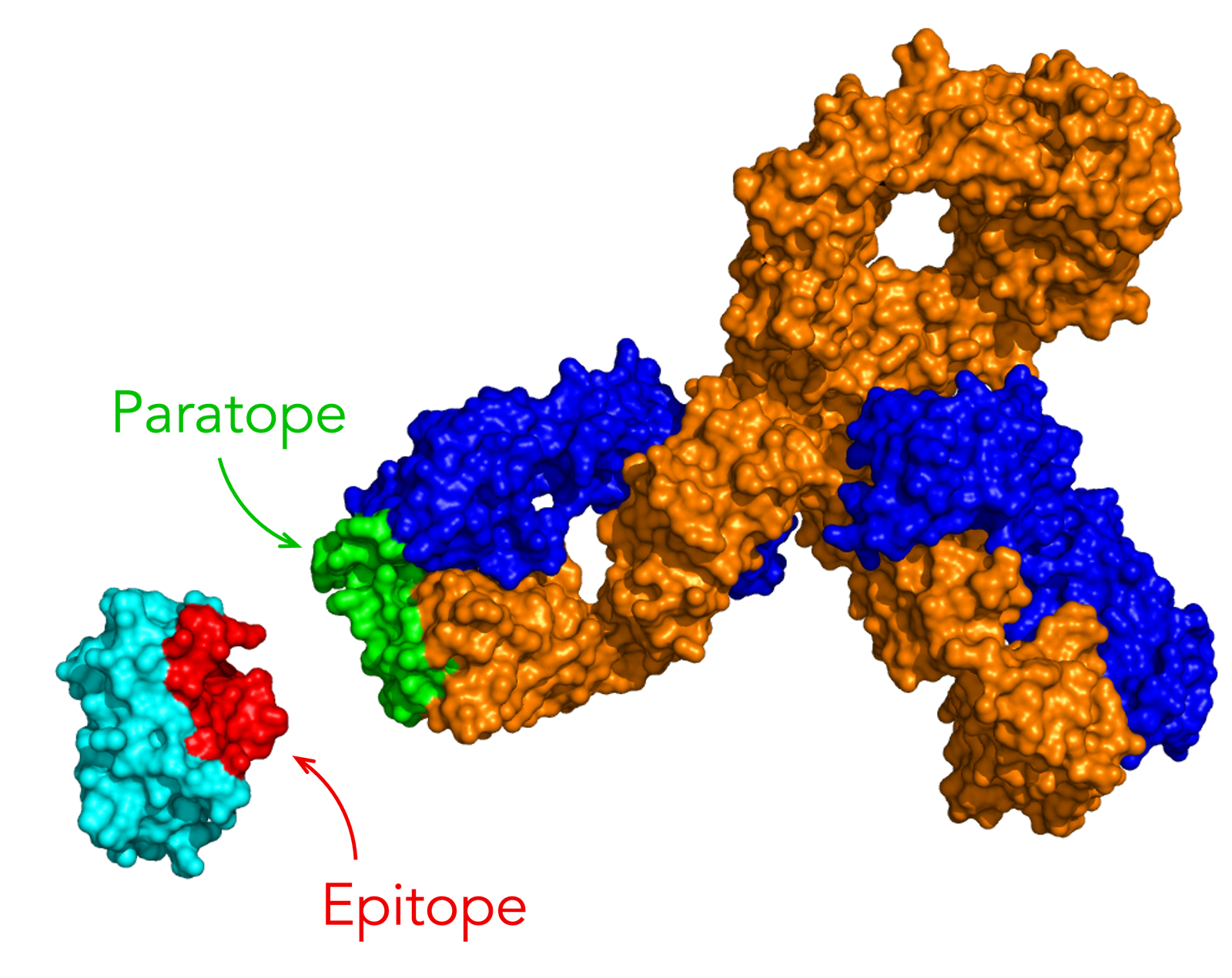 epitope - 61574ef5240b3562fb9fef47 Epitope New P 1600 