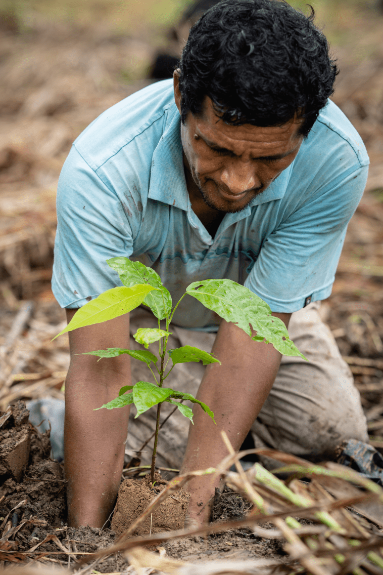 A person planting trees in Peru