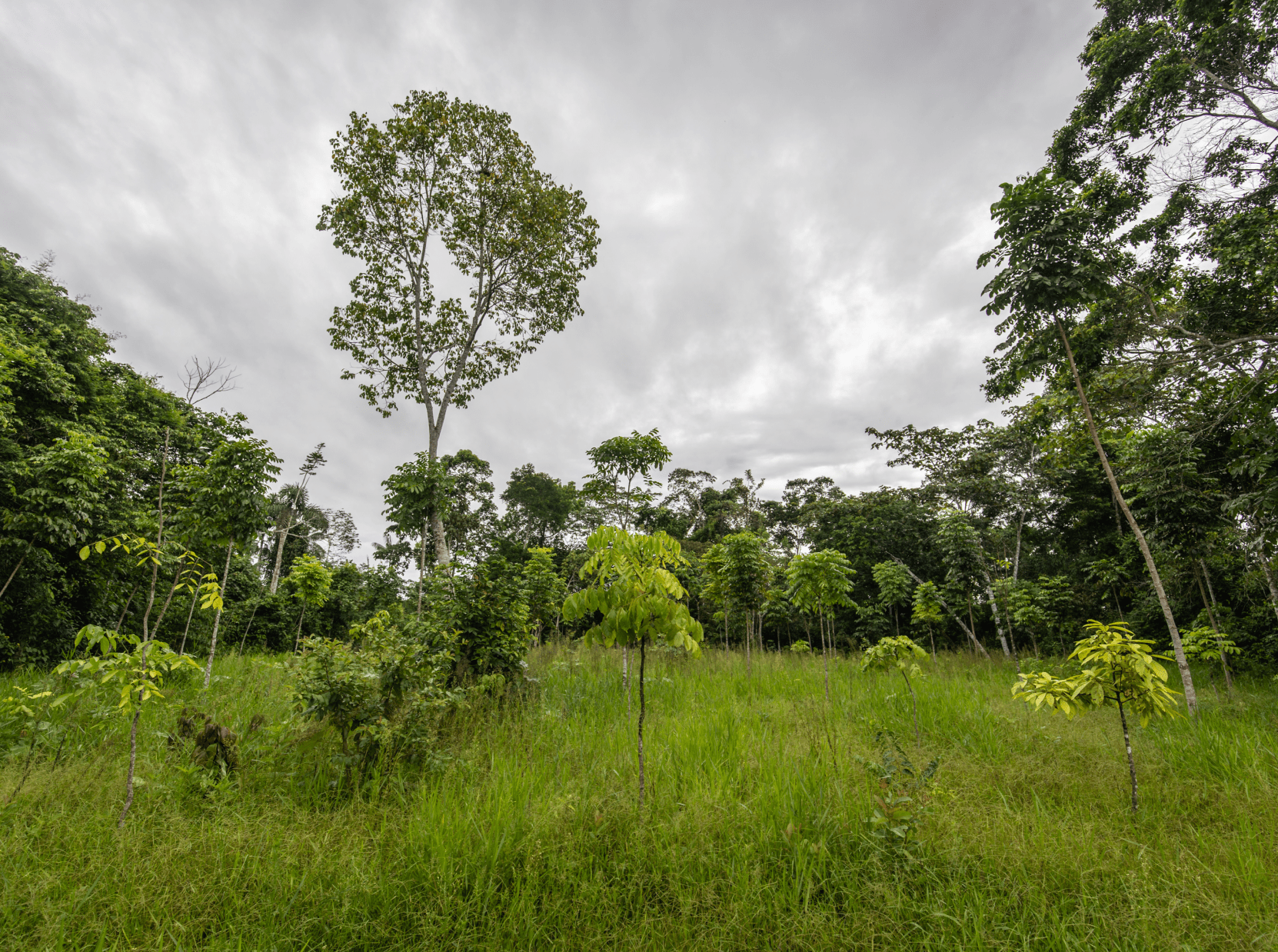 A field of grown trees by One Tree Planted