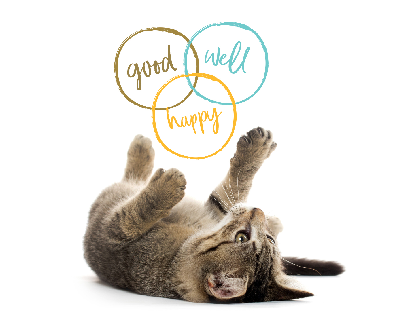 Applaws Brand Transformation Works