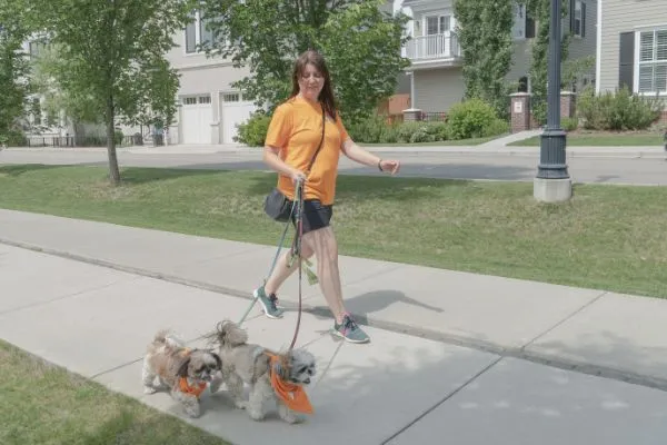 Walking two dogs in a neighbourhood.
