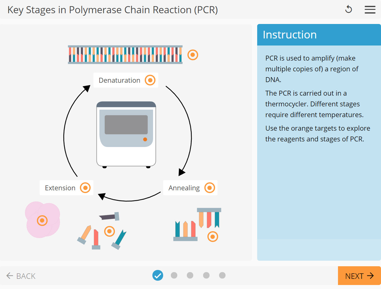 LearnSci LabSim Key Stages In A Polymerase Chain Reaction PCR LearnSci LabSim Key Stages In A Polymerase Chain Reaction PCR