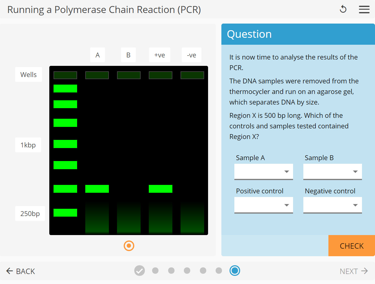 LearnSci LabSim: Running a Polymerase Chain Reaction (PCR)