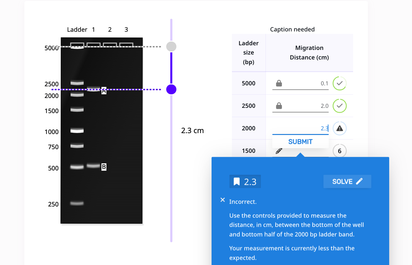 Resources for Enhancing Agarose Gel Electrophoresis Analysis Skills