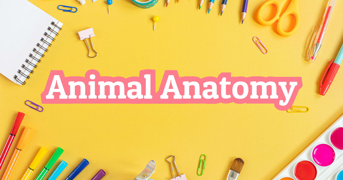 Learn Animal Anatomy