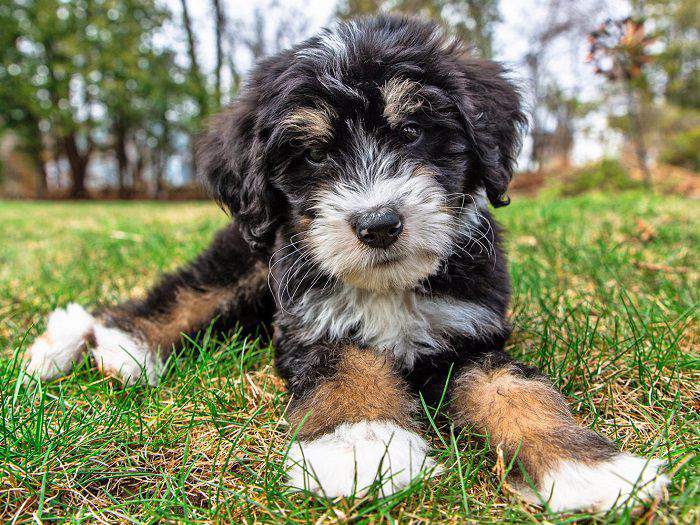 baby bernedoodle puppy