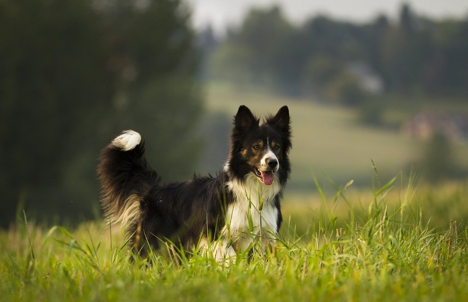 border collie in the middle of play