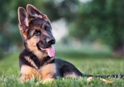 german shepherd laying on grass