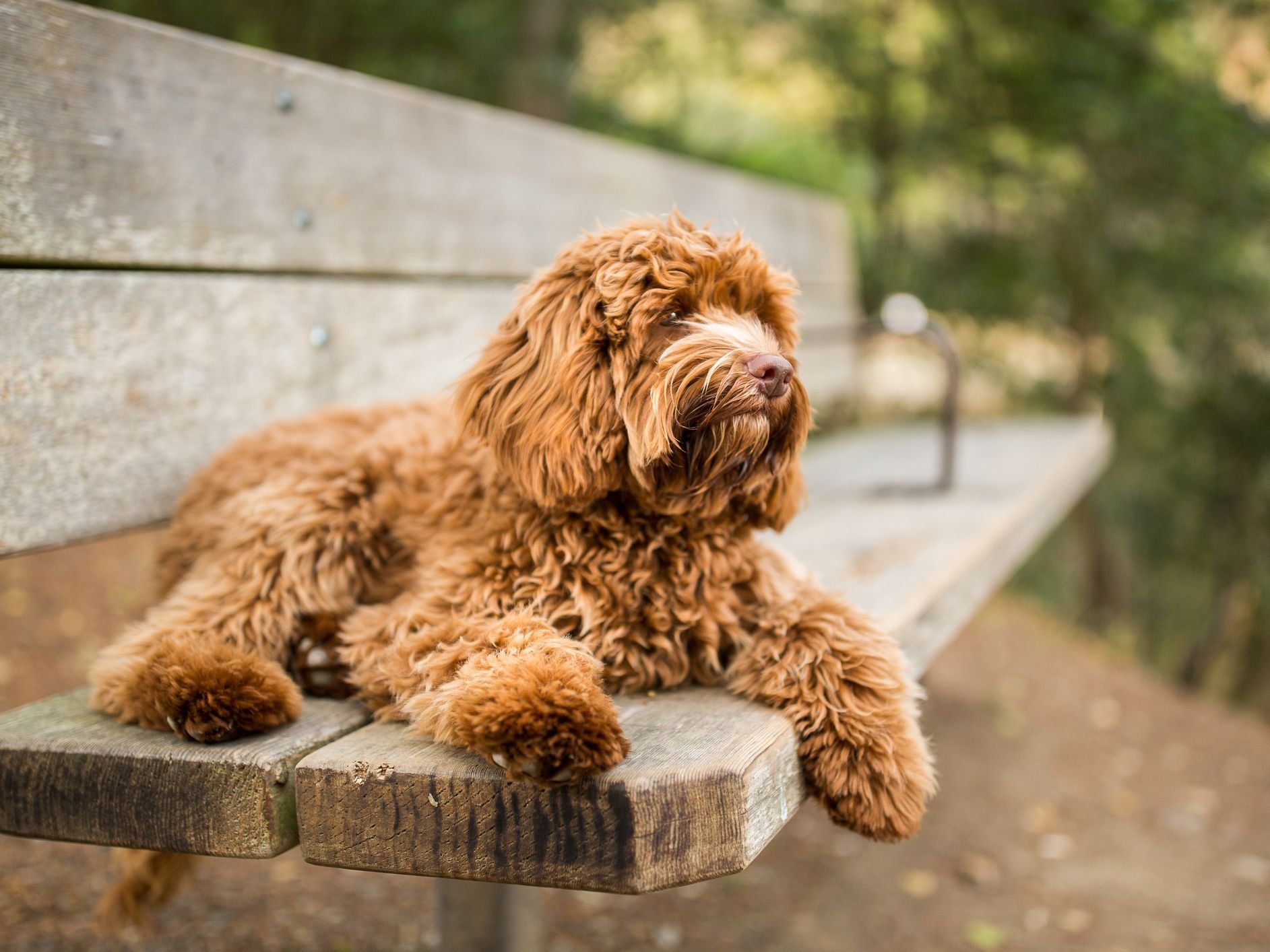 labradoodle resting on a bench