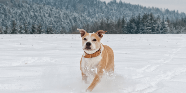 Staffordshire Bull Terrier