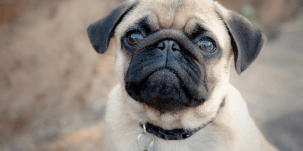 pug dog breed portrait