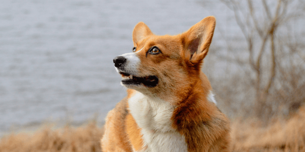 Pembroke Welsh Corgi frolicking in the field