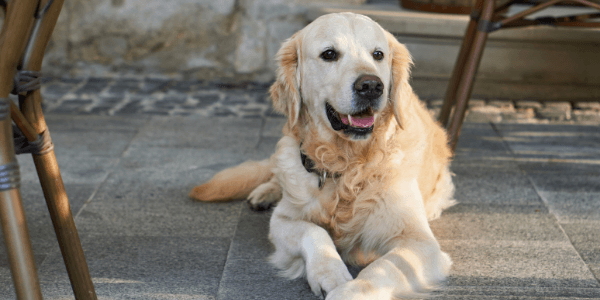 Golden Retriever breed portrait