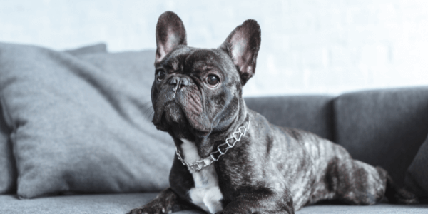 French Bulldog breed portrait