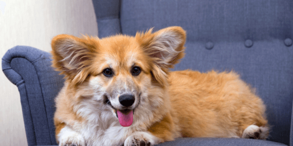 corgi dog breed portrait