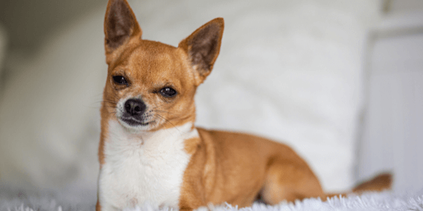 chihuahua posing for camera