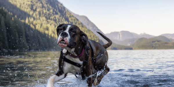 boxer dog breed portrait