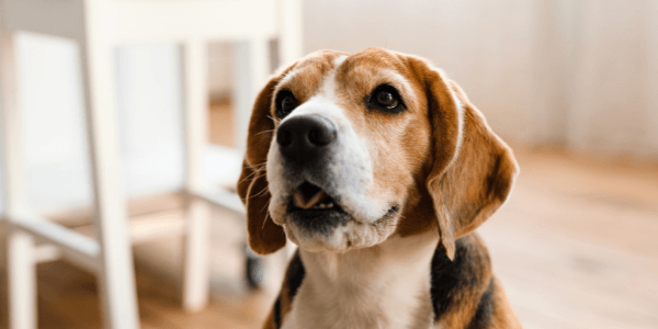 beagle dog breed portrait