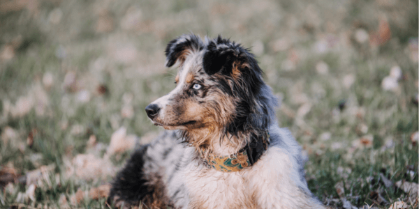 australian shepherd dog breed