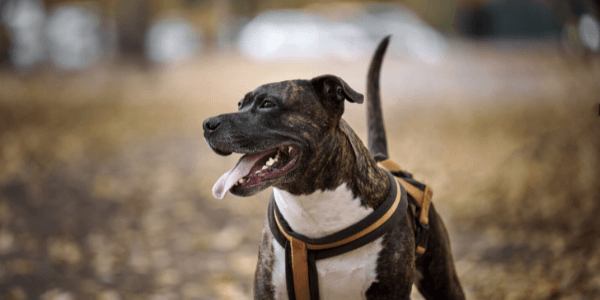 Image of rednose pit bull terrier