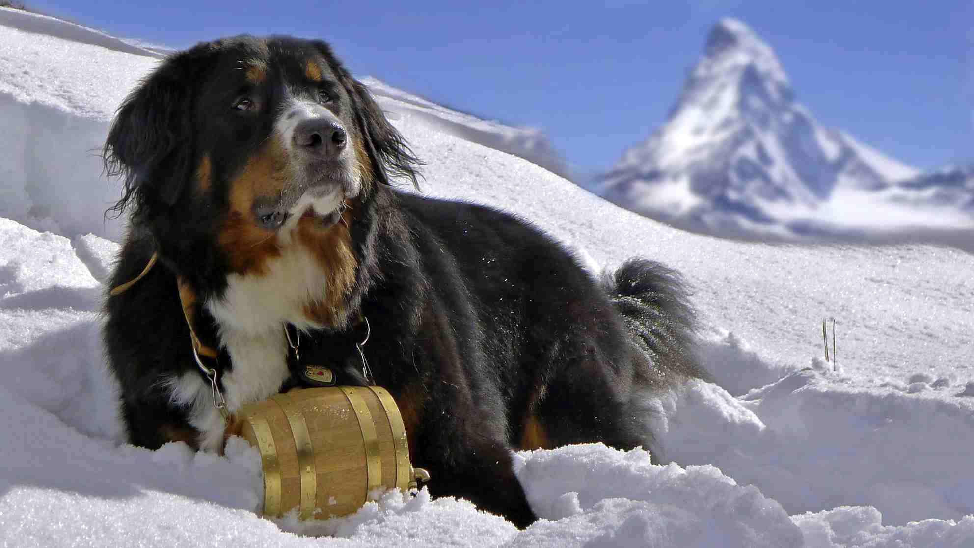 Bernese mountain dog resting on mountain