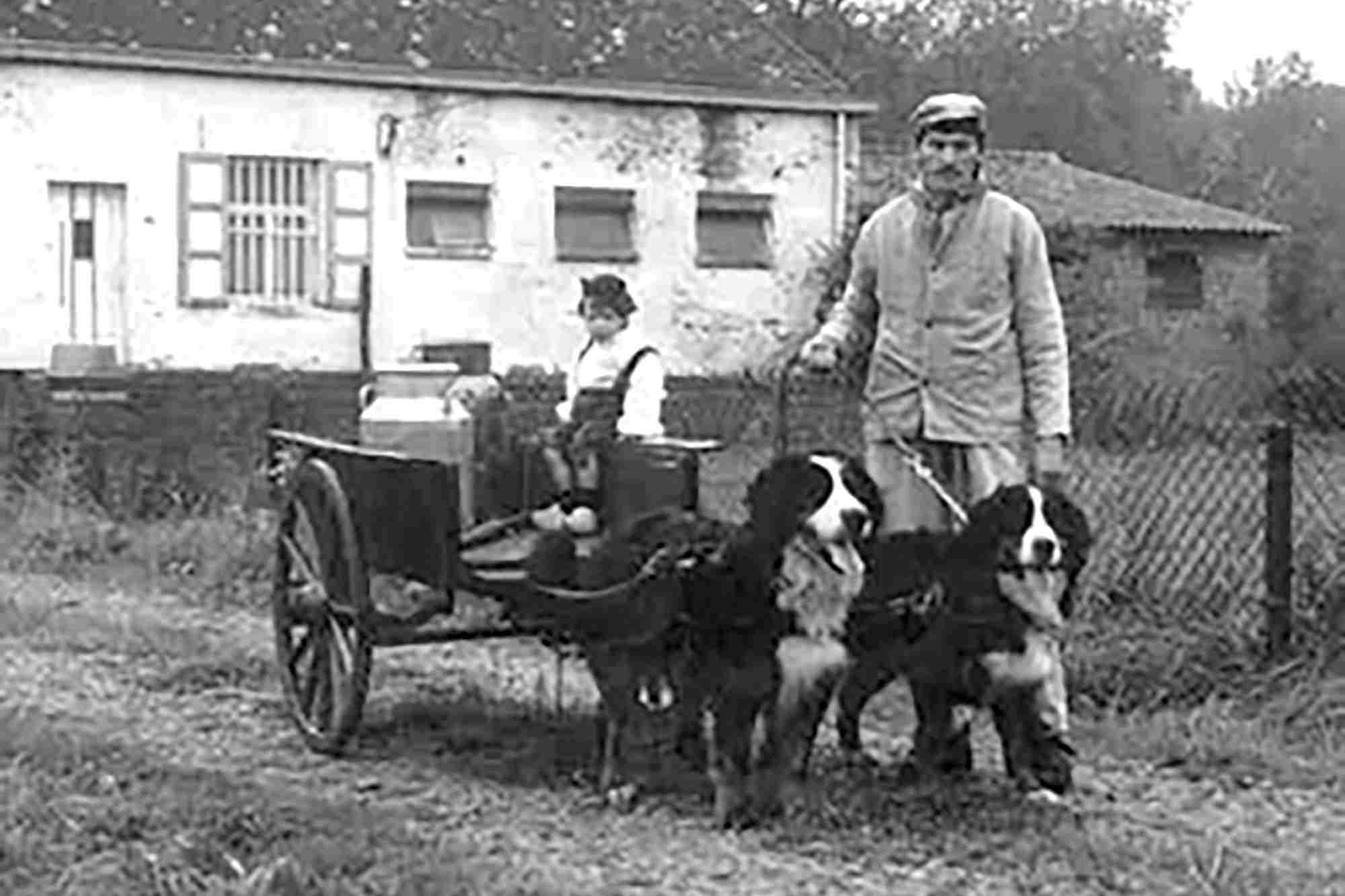 2 bernese mountain dogs pulling cart in swiss farm