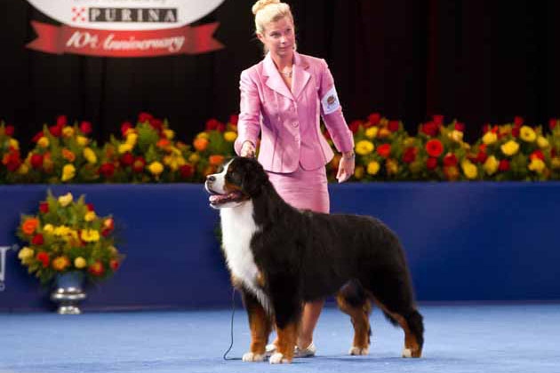 bernese mountain dog winner at dog show