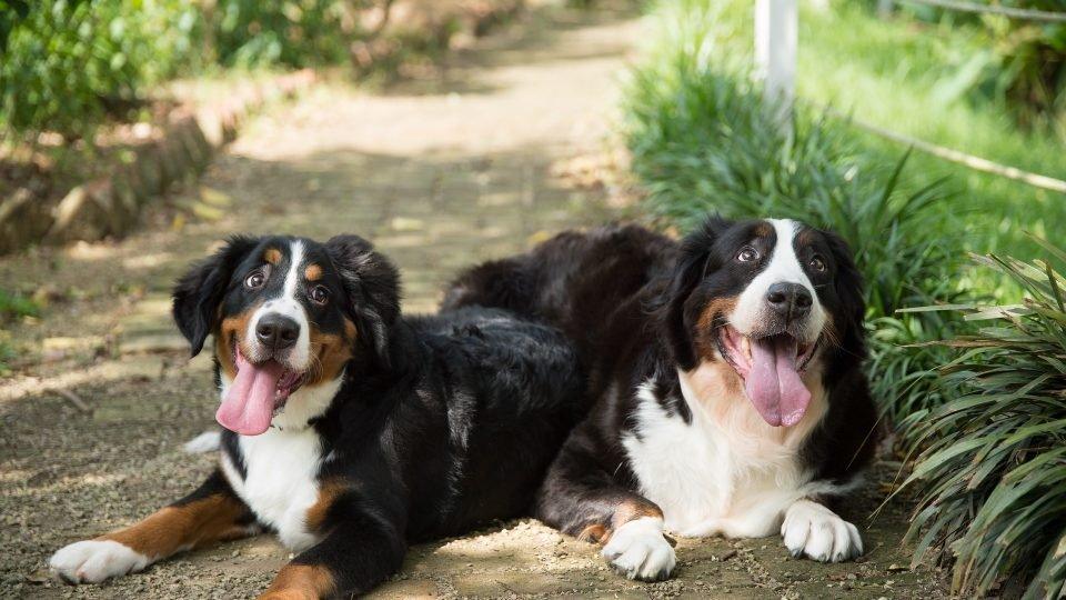 bernese mountain dog breeds - male and female