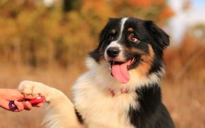 training a berny dog