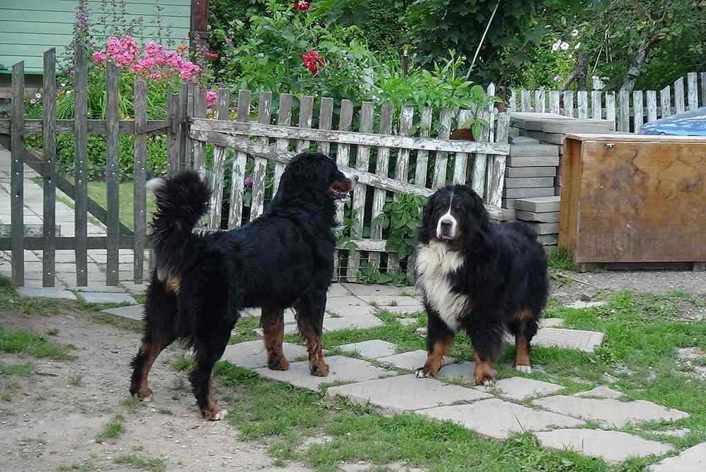 bernese mountain dog in a backyard with friend