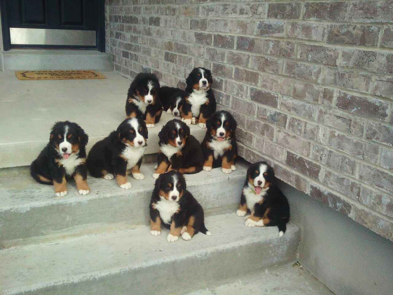 bernese mountain dogs puppies for adoption