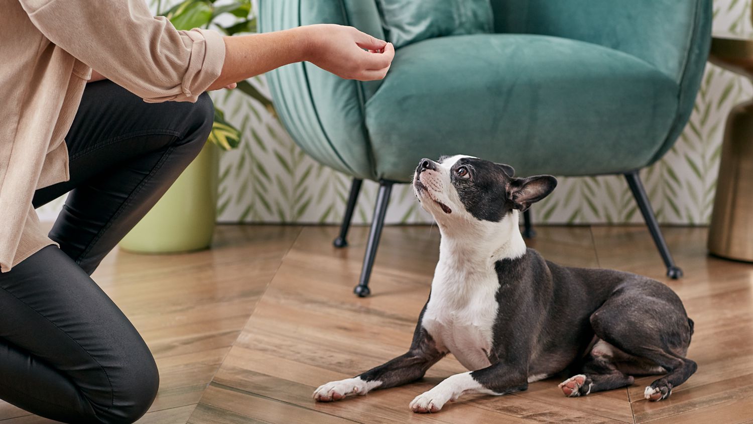How to Train Your Small Dog