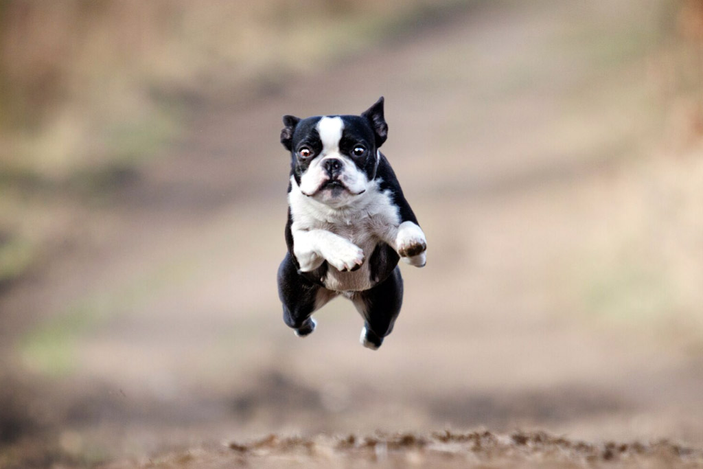 How Much Exercise Do Boston Terriers Need? Age-Specific