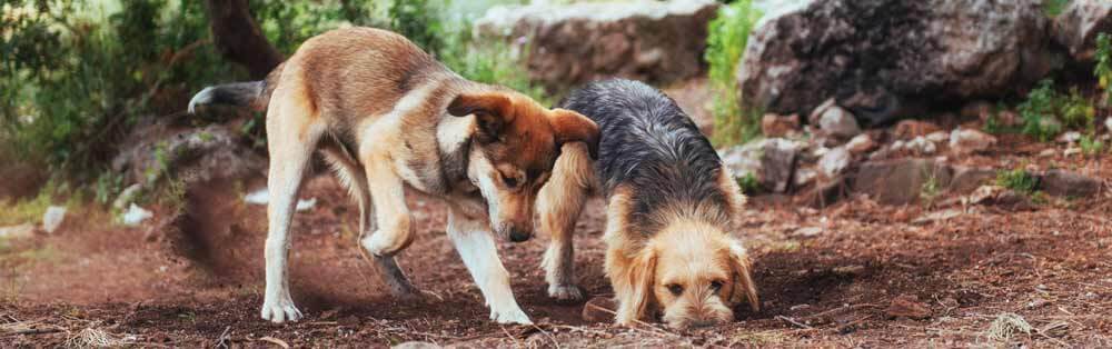Dogs sniffing around while on a dog walk.