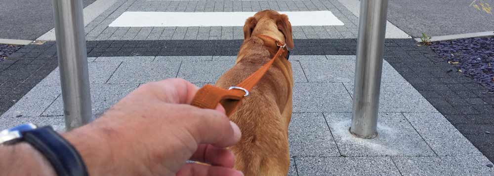 Dog pulling on leash towards crosswalk