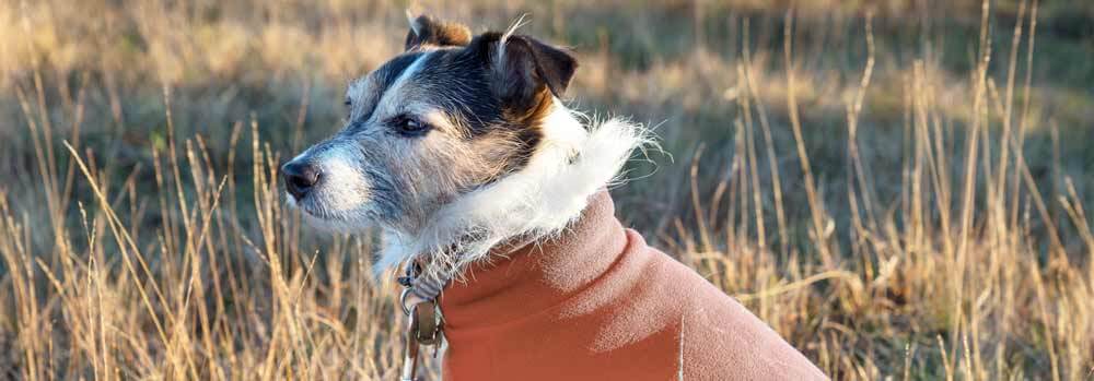 Dog outside, wearing orange sweater
