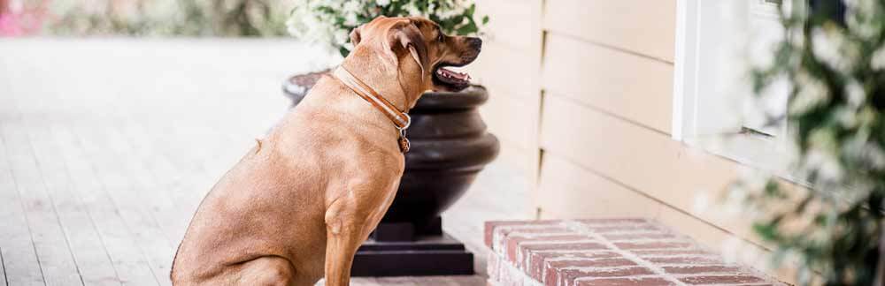Dog sitting outside of the front door
