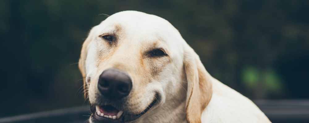 dog smiling into camera