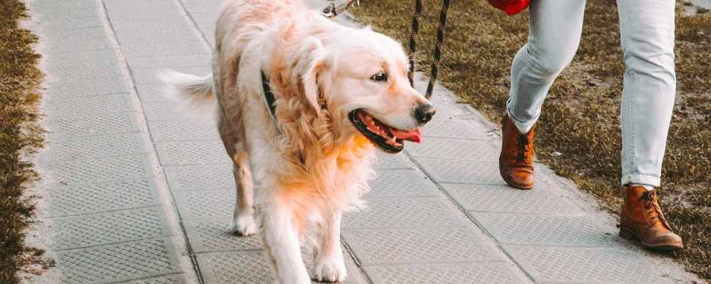 white dog being walked