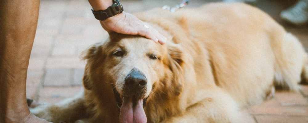 golden retriever being pet on the head