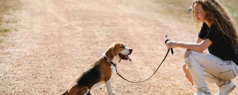 dog sitting in a field with owner