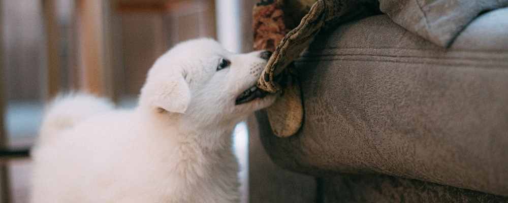 young puppy biting feet
