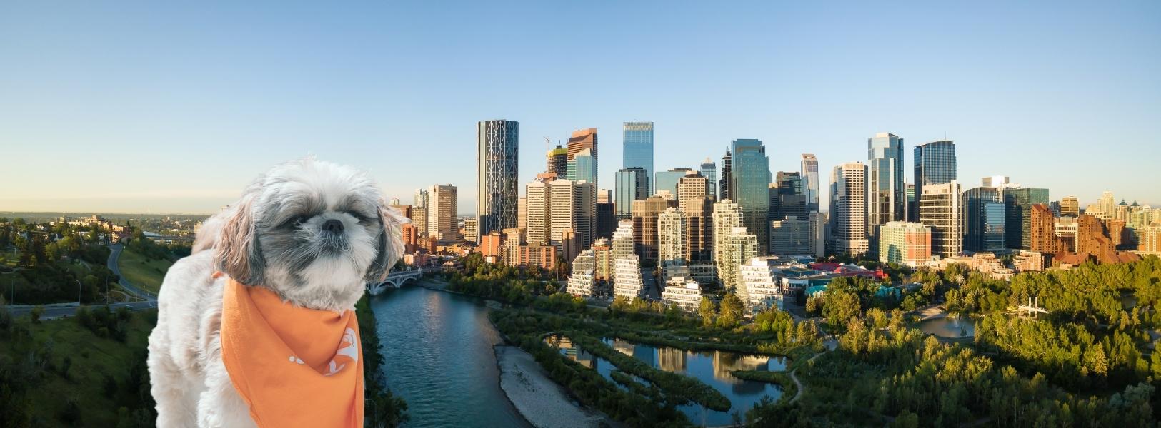 Calgary's Best Dog Walkers Spot Dog Walkers