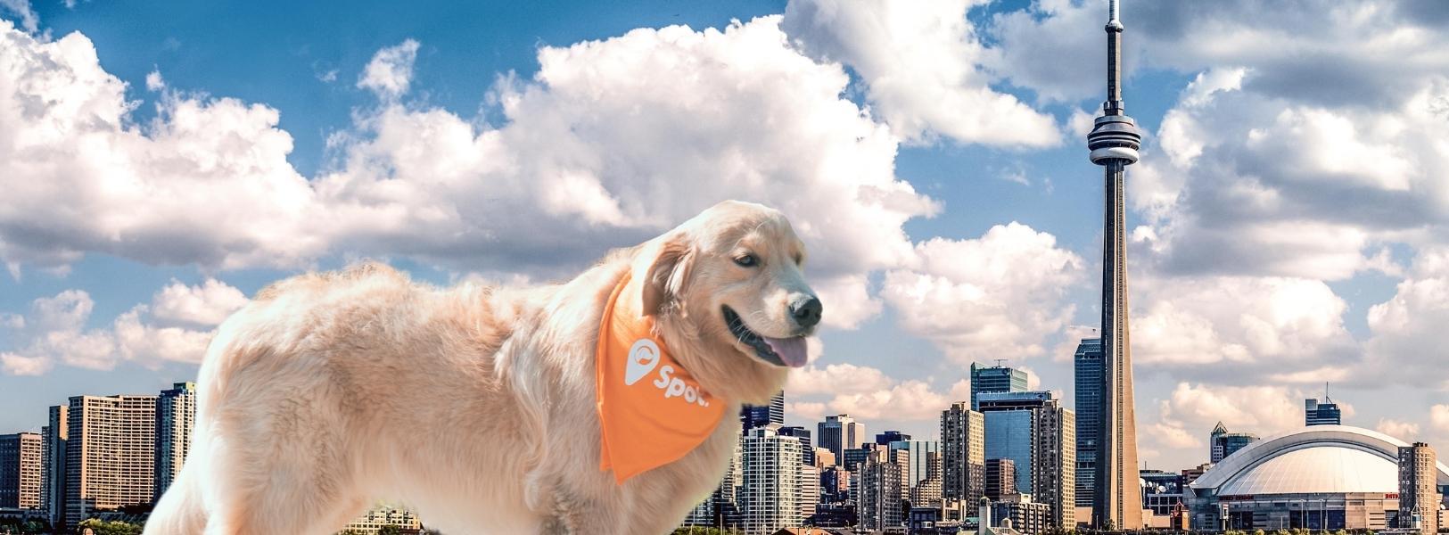 Affordable Dog Walkers Insured, GPSTracked Toronto