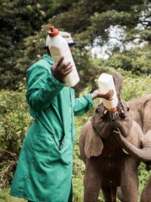 man feeding milk to baby elephant