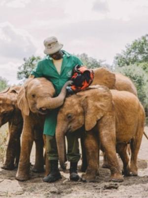 man petting group of elephants