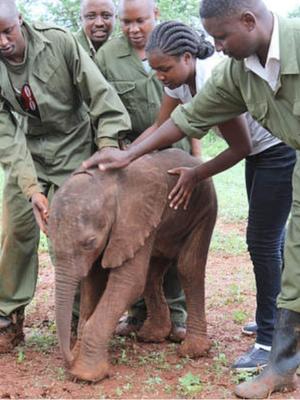 group of rescuers helping baby elephant
