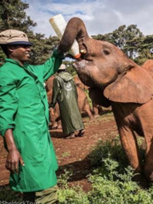 man feeding orphaned elephant milk